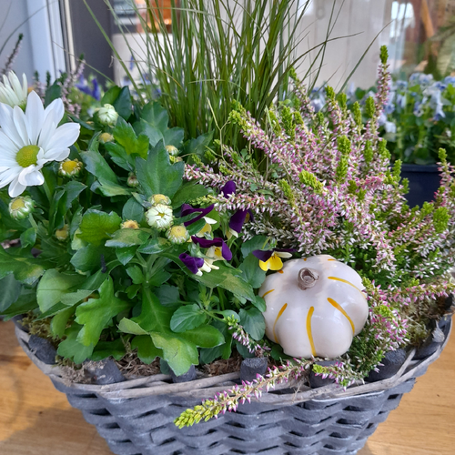 Composition coloquinte